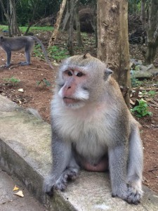 monkey - Indonesia